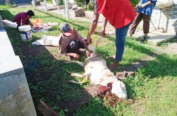 QURMA (QURBAN BERSAMA)